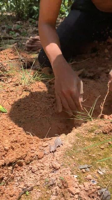 A men digs a hole in the ground meet Quail in nest Catch a lot of parrot#birdtrap