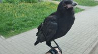 Разговорчивый грачонок