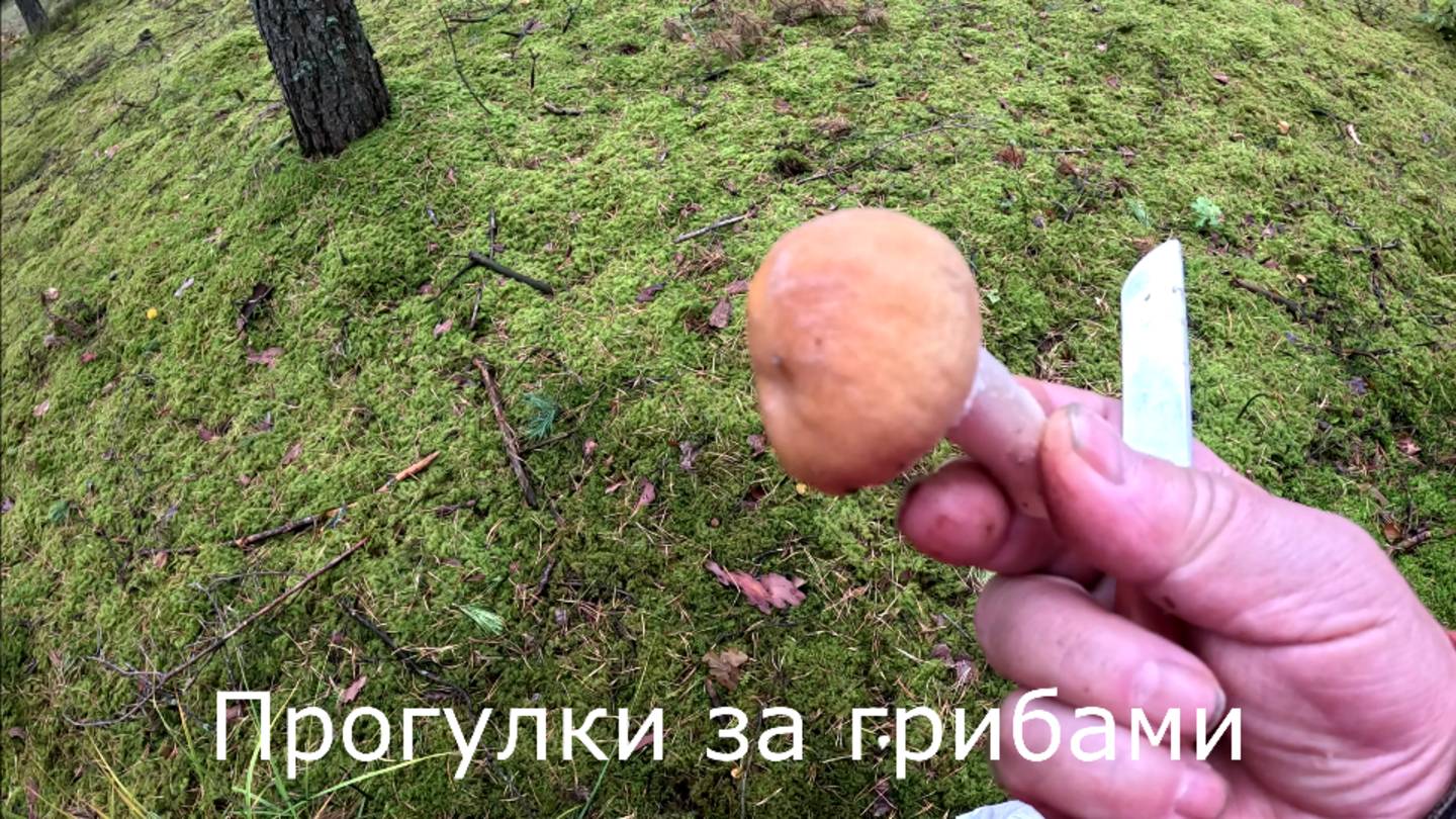 6 октября 2024.  Вдоль нижней дороги набрал цыганок.