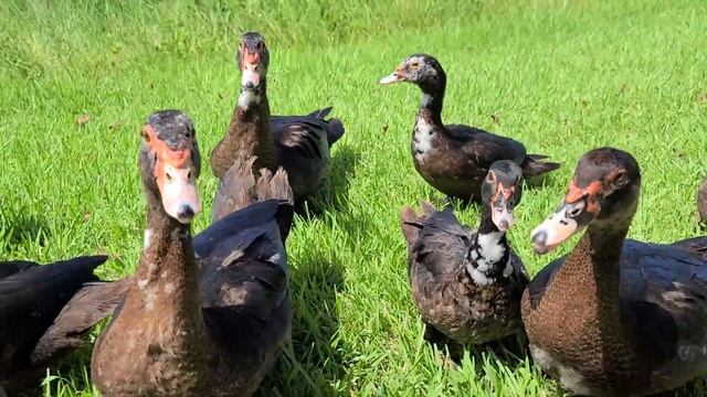Young Muscovy ducks know what they want!