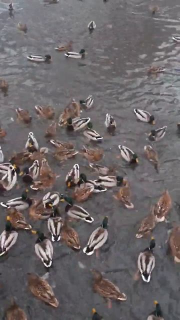 Уточки на Яузе 🦆#subscribe#паркяуза#интересно#москва#утки#приколы#животные#обовсем#природа#зима#сне