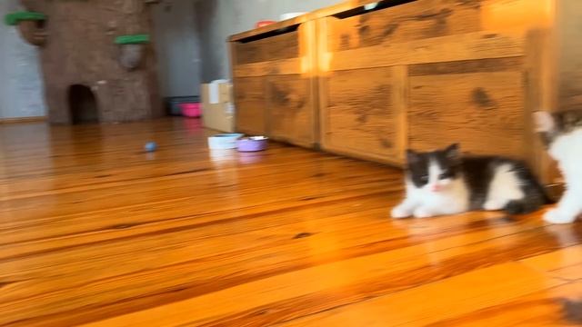 Смешные котики юги и Яни (А НУ КА ДАВАЙ КА)