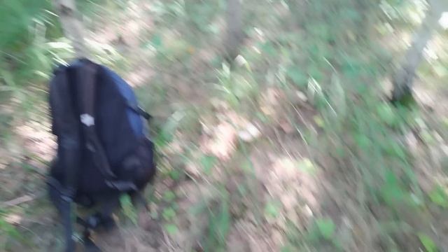 БЕЛЫЙ ГРУЗДЬ ВОТ ЭТО НАХОДКА!!!! 35 КГ ЗА ДЕНЬ!ГРИБЫ 2022 ГОДА!!