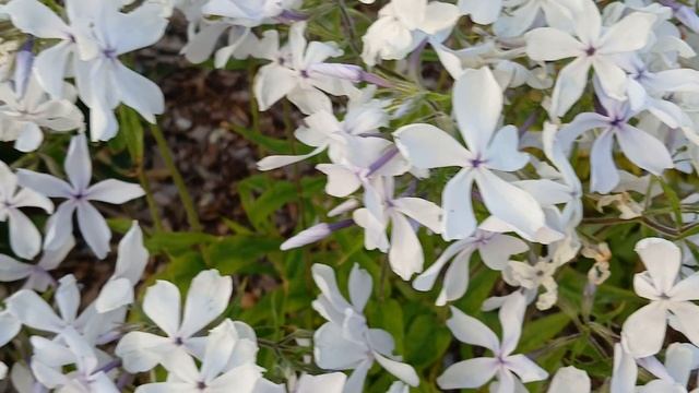 20240612_204449 (online-video-cutter.com)