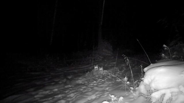 Игра двух рысят попала на фотоловушку