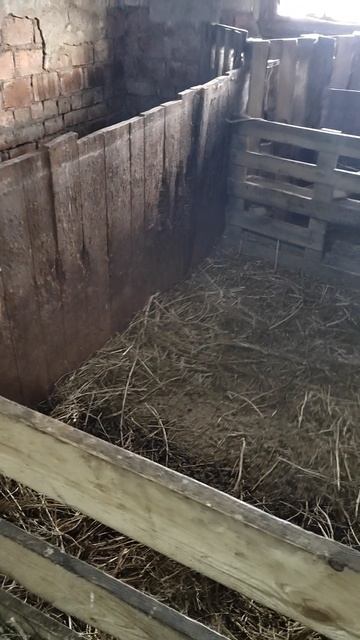 что делать если овцематка не принимает чужого ягнёнка 3