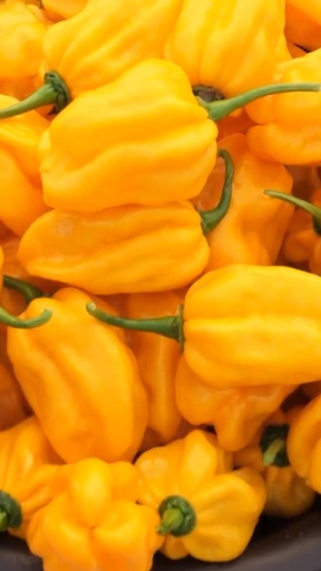 🌶Выращивание перца ХАБАНЕРО от семян до сбора урожая! #shorts #острыйперец #советы