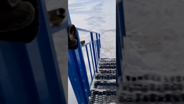 кормлю птичек