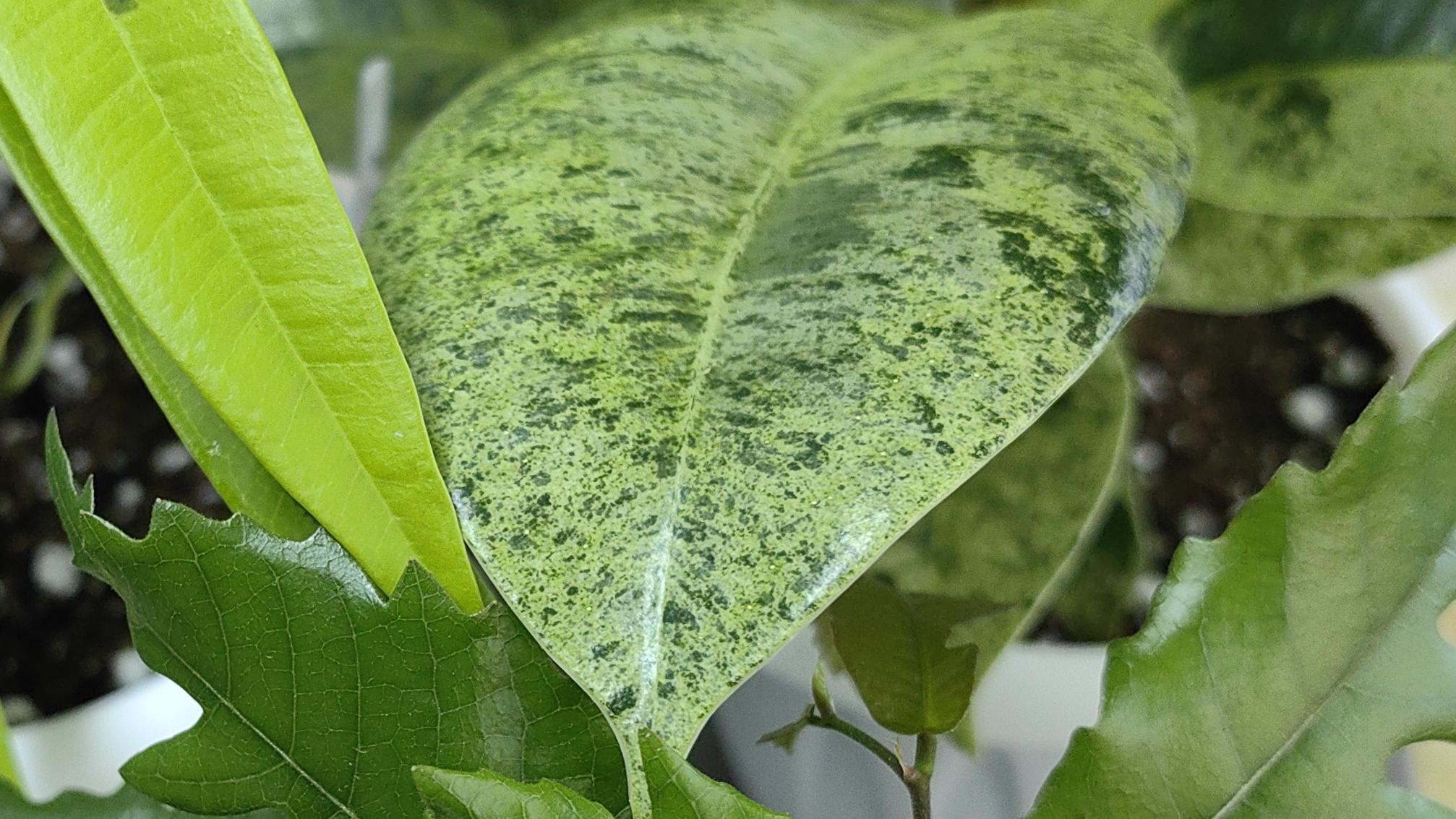 Фикусные пересадки. Ч 2 ☘️🌿☘️🌿