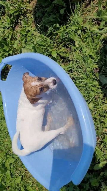 jack russell terrier. Джек рассел терьер. Джессика Альба купается.
