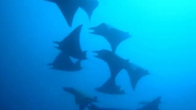 Maldives diving with manta rays and sharks mixed 2012