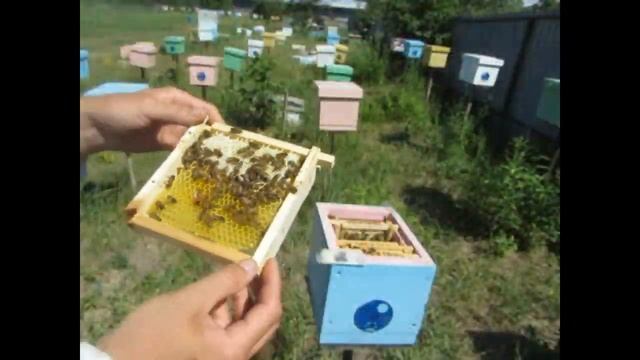 Упаковка маток в пересылочные клеточки.