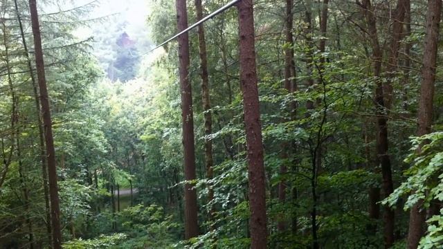 Go Ape Zip Lines - Dalby Forest