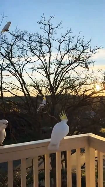 The Loudest COCKATOO SOUNDS in Australia bar none! #cockatoo #sounds #loud 🚨