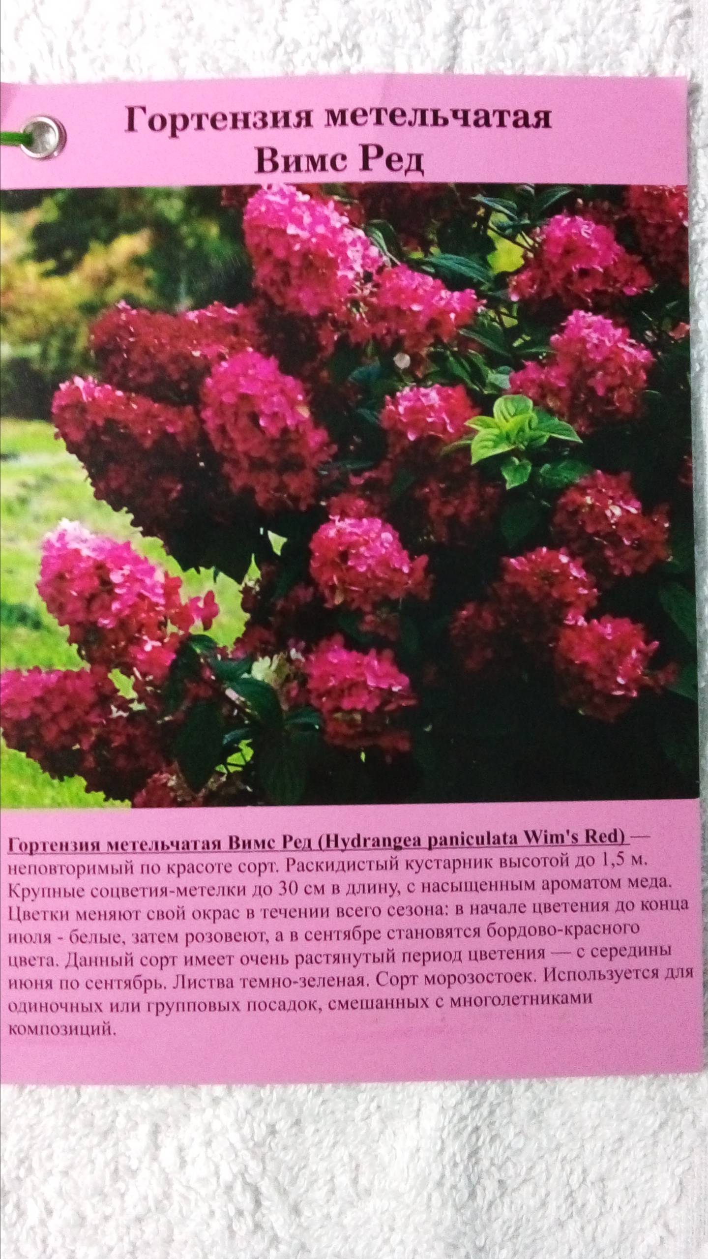 Мы приобрели новый цветок/Гортензия метельчатая/