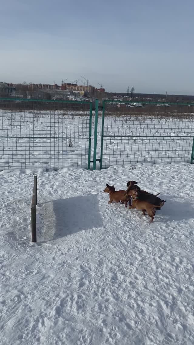 Обход предмета всей стаей