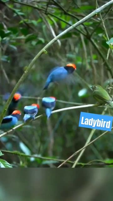 why is a BIRD DATING- spotting a ritual