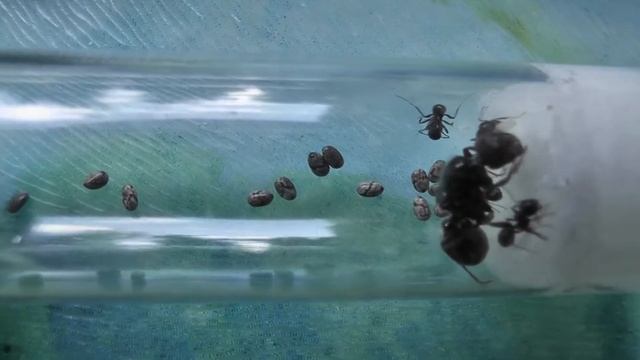 2 Messor barbarus colonies