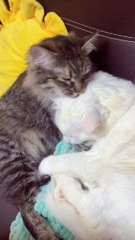 Такая у них любовь 😻