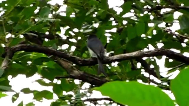 White Bellied Drongo @ Ahobilam - Nallmala Hills - Andhra Pradesh