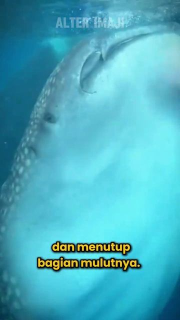 Lagi Asik Berenang di Laut, Malah Ada yang Mendekat