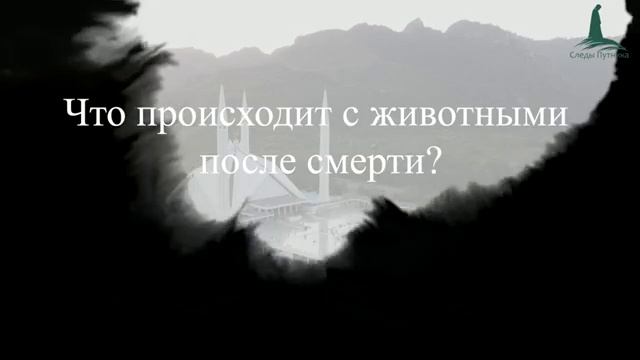 Что происходит с животными после смерти в Исламе