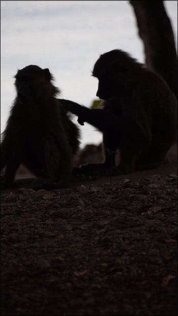 Baboons in Gombe2