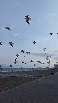 Чайки и норд - ост