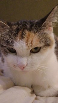 название в описании