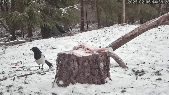Кот устал охранять сало  -ушел