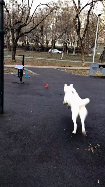 Собачья суета