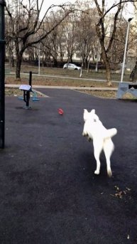 Собачья суета