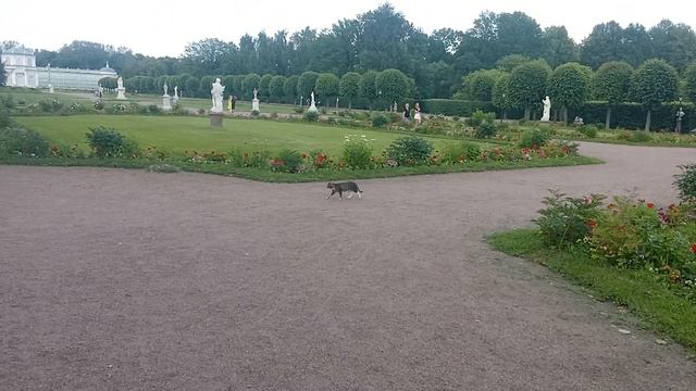 2024 06 19 Кот в Кусково