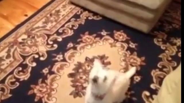 Dancing Doggy Style - Funny Autodance Video