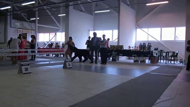MVI 4765 кобели класс открытый