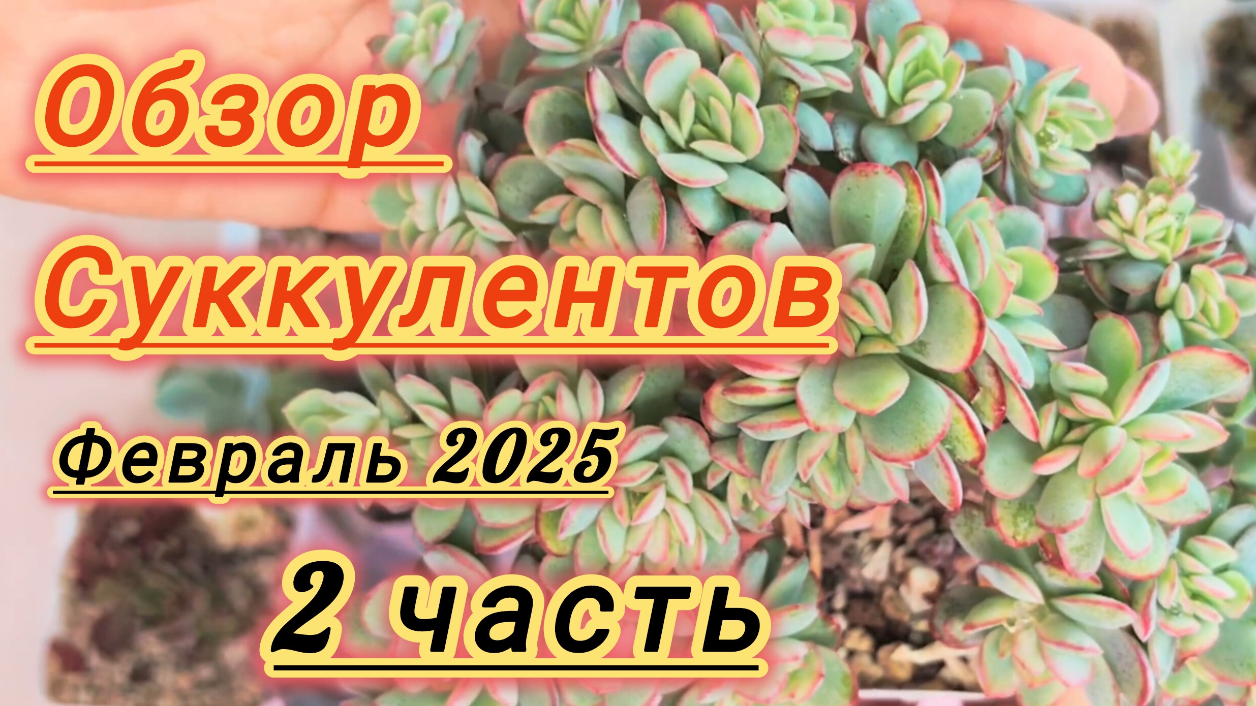 Обзор  суккулентов  2 часть .06-02-2025