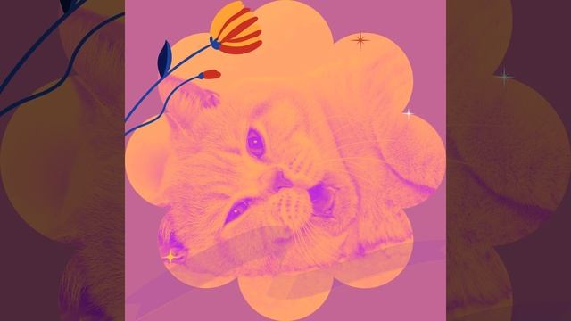 Видения (Спокойные Кошки)