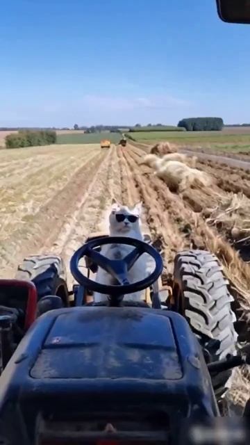 🚜 Лапки не лапки, а картошку садить надо