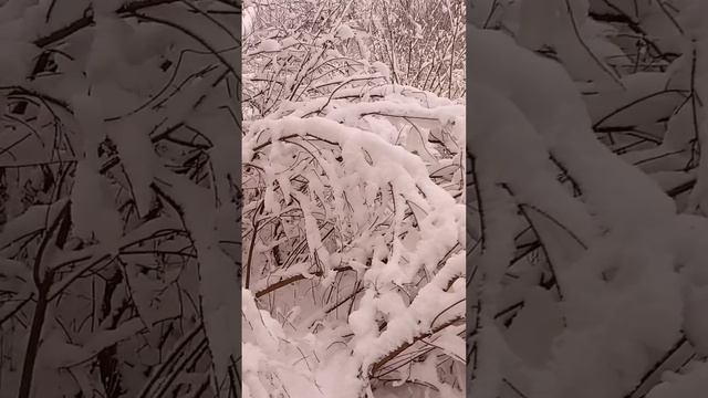 Наконец-то засыпало снегом! Показываю вам Зимнюю сказку.
Пробираюсь в Нарнию
