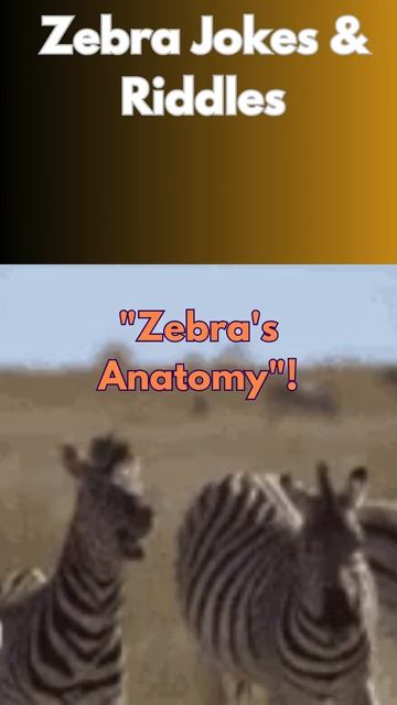 Zebra Jokes & Riddles  #zebra #jokes #shorts