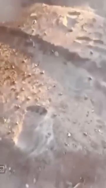 Два охотника наткнулись на очень странную сцену.