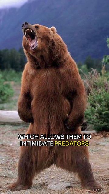 Kodiak Bear 🐻 | The Giants of the Alaskan Wilderness #shorts