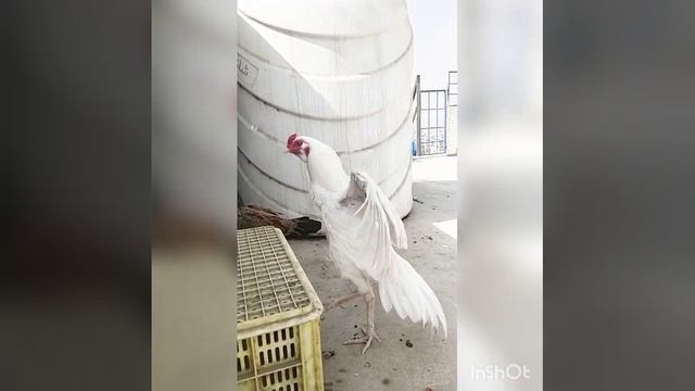 Heera class!! @HSNEntertainment @kamranabbasnaqvi @nadeemshahaseel #aseel #viral #imrankhan