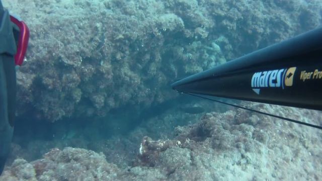 spearfishing israel hadad подводная охота израиль דיג בצלילה