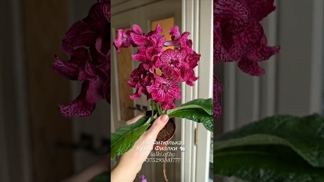 🐇❤️🌸DS-Фитюлька, DS-Поцелуй Ангела,  DS-Drama Queen - прекрасные представители экзотических
