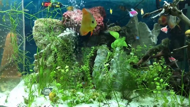 AMAZING neon tetra vs discus aquarium