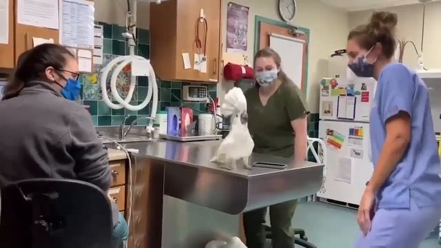 Best Dance #nature #trevel #trending #video #animals #funny #shorts