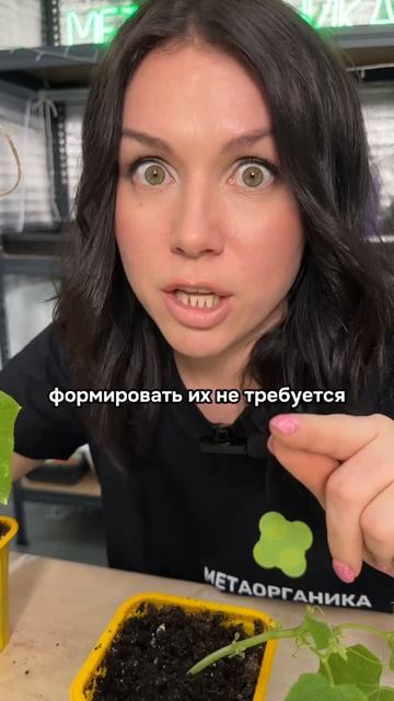 🌱 Выращивание партенокарпических огурцов!
