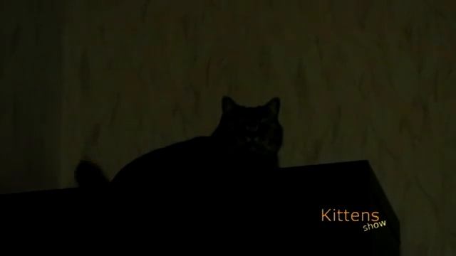 alarm_flashing_cat.flv