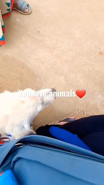 Veterinary is ❤️ #vet #veterinary #veterinarystudent #veterans #neet #neet2022 #veterinarycollege